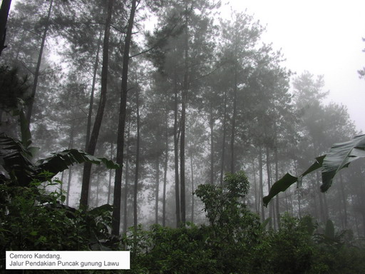 Hutan Cemoro Kandang